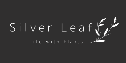 Silver Leaf　